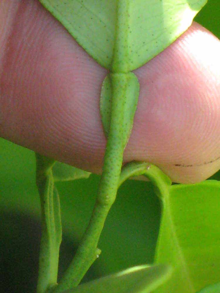              Petiole (Winter Haven, FL)       